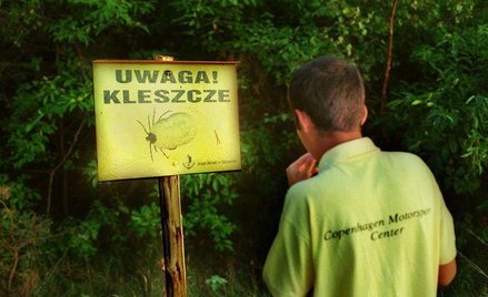 Kleszcze wspinają się coraz wyżej