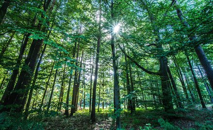 Nowela ustawy o lasach w opałach