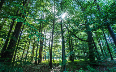 Poselski projekt PiS umożliwi prywatyzację lasów państwowych