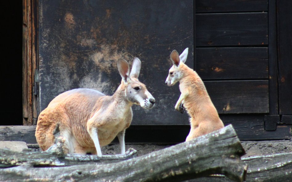 Kangurzyca i maleństwo, którego płeć wciąz jest nieznana