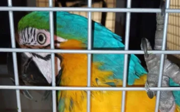 Strażnicy fachowo odłowili ptaka, umieszczając go w specjalistycznym transporterze