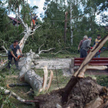 Według szacunków nawałnice zniszczyły ponad 44 tys. hektarów lasów