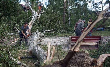 Według szacunków nawałnice zniszczyły ponad 44 tys. hektarów lasów