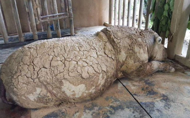 Malezja: Umarł ostatni nosorożec sumatrzański