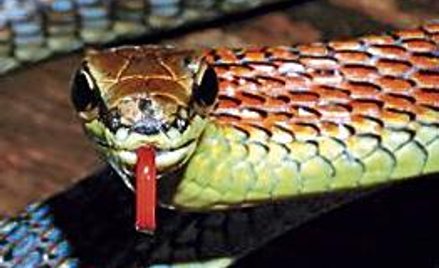 Kolorowy wąż z Borneo