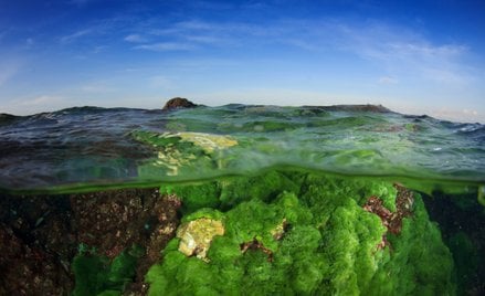 Biolodzy przestrzegają przed wpływem ocieplenia powierzchni mórz na liczebność fitoplanktonu