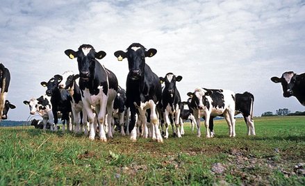 W Szwecji brzydki zapach krów wywołał poważny sąsiedzki konflikt