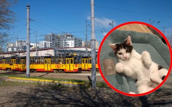 Pięć kotów z rodowodem Tramwajów Warszawskich czeka na swój stały dom
