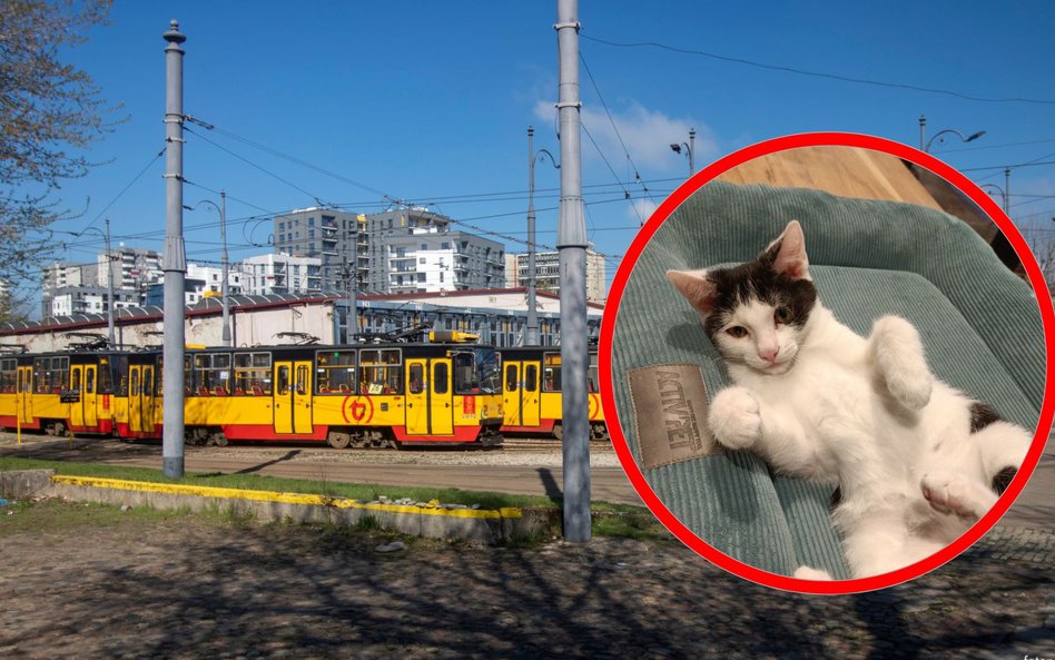 Pięć kotów z rodowodem Tramwajów Warszawskich czeka na swój stały dom