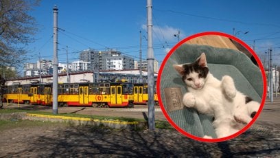 Pięć kotów z rodowodem Tramwajów Warszawskich czeka na swój stały dom