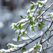 W okresie luty-maj wystąpi sporo anomalii dotyczących temperatur i opadów