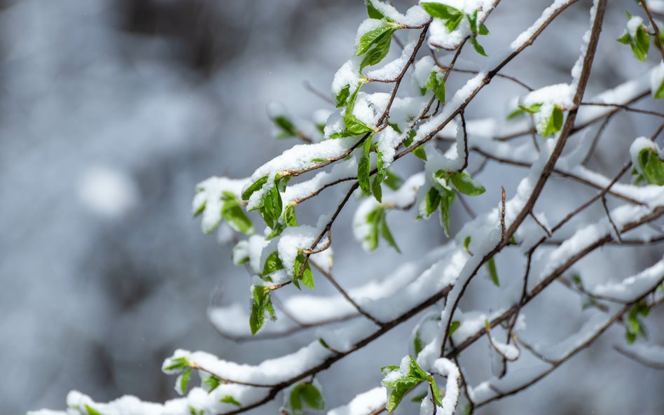 W okresie luty-maj wystąpi sporo anomalii dotyczących temperatur i opadów