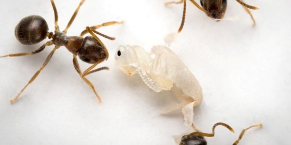 Po co robotnice zabijają własne poczwarki? Niezwykłe zachowanie mrówek