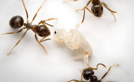 Śmiertelnie chore poczwarki mrówek emitują specjalny sygnał chemiczny informujący robotnice o ich st