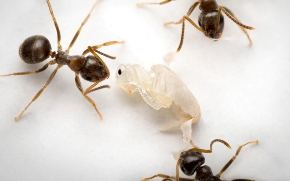 Śmiertelnie chore poczwarki mrówek emitują specjalny sygnał chemiczny informujący robotnice o ich st