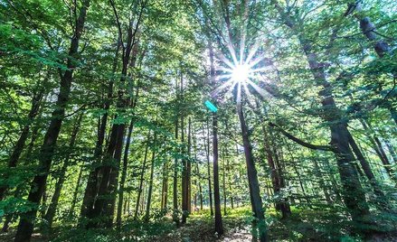 Zalesianie dronami ma być wielokrotnie tańsze od ręcznego plantowania sadzonek