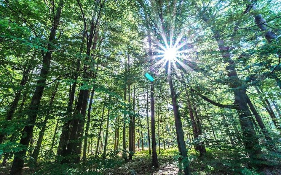 Zalesianie dronami ma być wielokrotnie tańsze od ręcznego plantowania sadzonek
