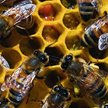 Pszczoły są głównymi owadami zapylającymi na świecie