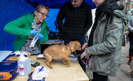 Czipowanie psów to jedna z metod walki z bezdomnością czworonogów