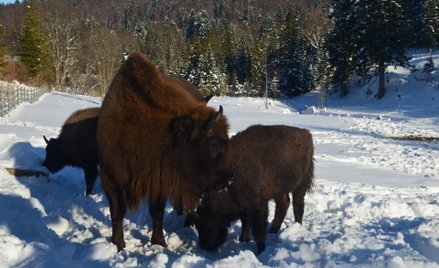 facebook.com/centrumpromocjilesnictwa