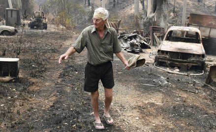Pożary w Australii. Pies wysłany na poszukiwania koali