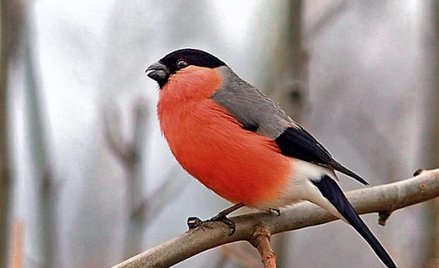 Gil gwiżdże na zimę