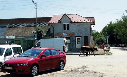 Kiedys? wracano te?dy z brydz?a, dzis? – z pastwiska