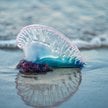 Kolonie żeglarzy portugalskich atakują plaże w Europie. Morskie stworzenia są groźne dla ludzi