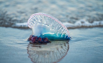 Kolonie żeglarzy portugalskich atakują plaże w Europie. Morskie stworzenia są groźne dla ludzi