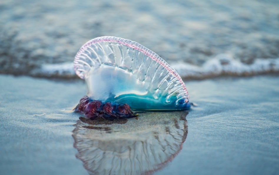 Kolonie żeglarzy portugalskich atakują plaże w Europie. Morskie stworzenia są groźne dla ludzi