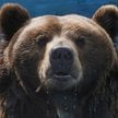 Niedźwiedź w zoo w Krasnojarsku, trzecim co do wielkości mieście Syberii. W syberyjskich regionach k