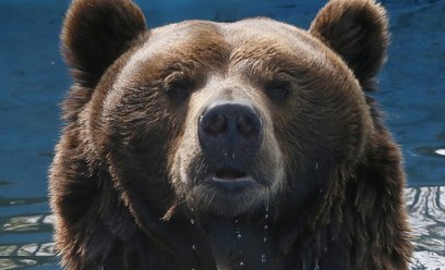 Niedźwiedź w zoo w Krasnojarsku, trzecim co do wielkości mieście Syberii. W syberyjskich regionach k