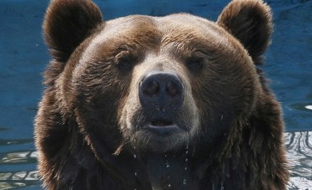Niedźwiedź w zoo w Krasnojarsku, trzecim co do wielkości mieście Syberii. W syberyjskich regionach k