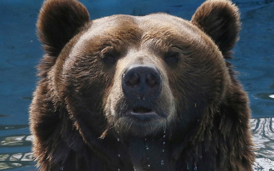Niedźwiedź w zoo w Krasnojarsku, trzecim co do wielkości mieście Syberii. W syberyjskich regionach k