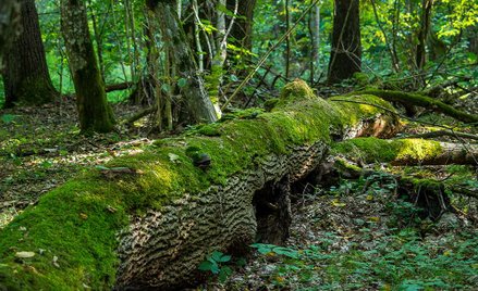 W Polsce badania były prowadzone m.in. w Puszczy Białowieskiej. Fot. alskikof /Flickr