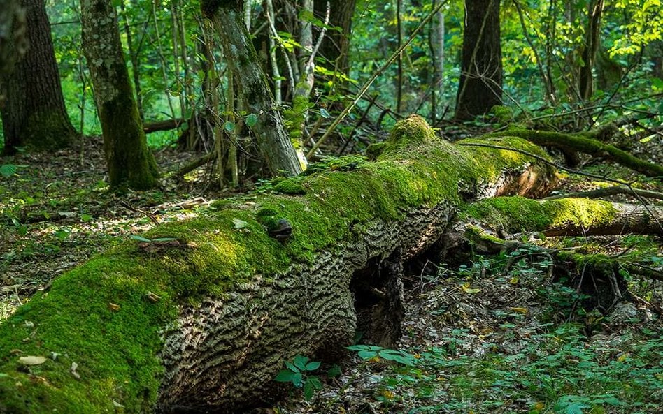 W Polsce badania były prowadzone m.in. w Puszczy Białowieskiej. Fot. alskikof /Flickr