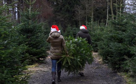 Sprzedaż drzewek bożonarodzeniowych na plantacji w bawarskim mieście Tuerkenfeld