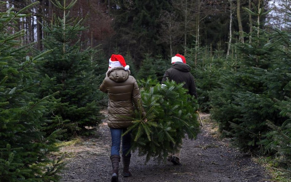 Sprzedaż drzewek bożonarodzeniowych na plantacji w bawarskim mieście Tuerkenfeld