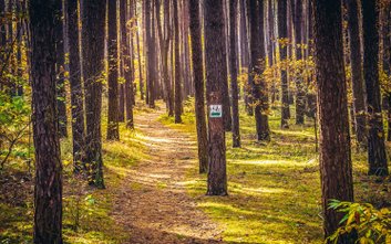 Fragment oznakowanej ścieżki rowerowej w Kampinoskim Parku Narodowym