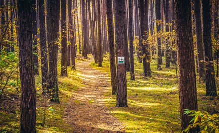 Fragment oznakowanej ścieżki rowerowej w Kampinoskim Parku Narodowym