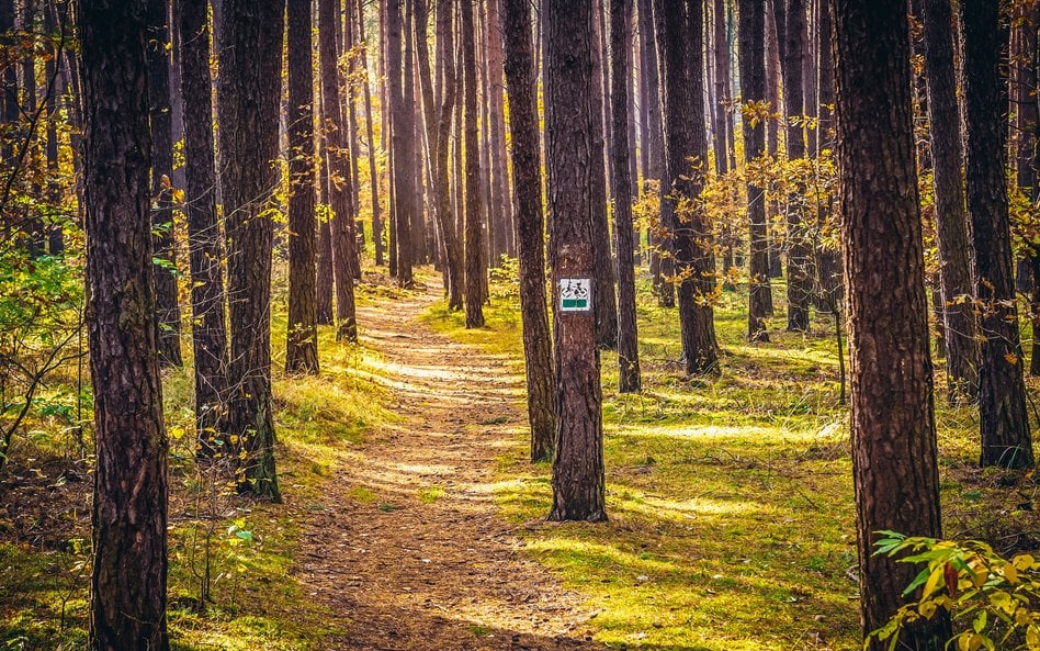 Fragment oznakowanej ścieżki rowerowej w Kampinoskim Parku Narodowym