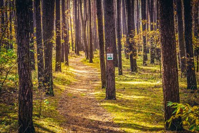 Fragment oznakowanej ścieżki rowerowej w Kampinoskim Parku Narodowym