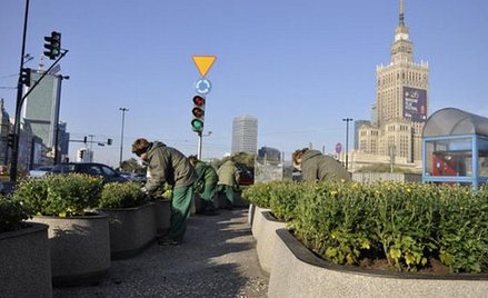 ZOM myśli także o wiośnie. Trwa sadzenie cebul tulipanów, narcyzy i krokusów