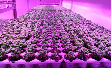 Technologia farm wertykalnych  od startupu Vertigo to jedna z nagrodzonych przez „Rzeczpospolitą” po