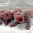 Panda urodziła trojaczki