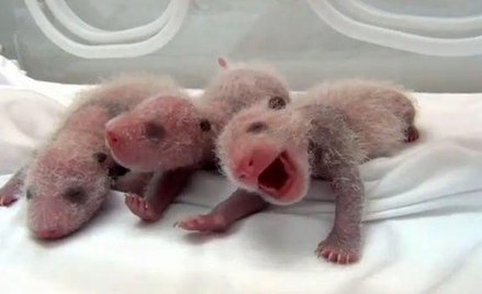 Panda urodziła trojaczki
