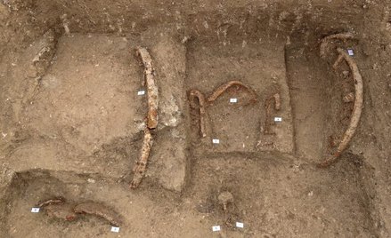 Pozostałości rydwanu odkrywane przez archeologów