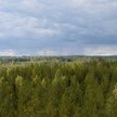 Kompleks leśny w Finladnii, skąd pochodziły próbki powietrza zbadane w laboratorium w Niemczech