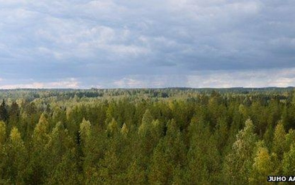 Kompleks leśny w Finladnii, skąd pochodziły próbki powietrza zbadane w laboratorium w Niemczech