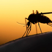 Koronawirus. WHO o sytuacji w Afryce: Trwa walka z COVID, a dzieci zabija malaria
